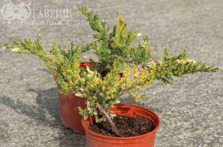Купить можжевельник китайский expansa variegata деревья и растения