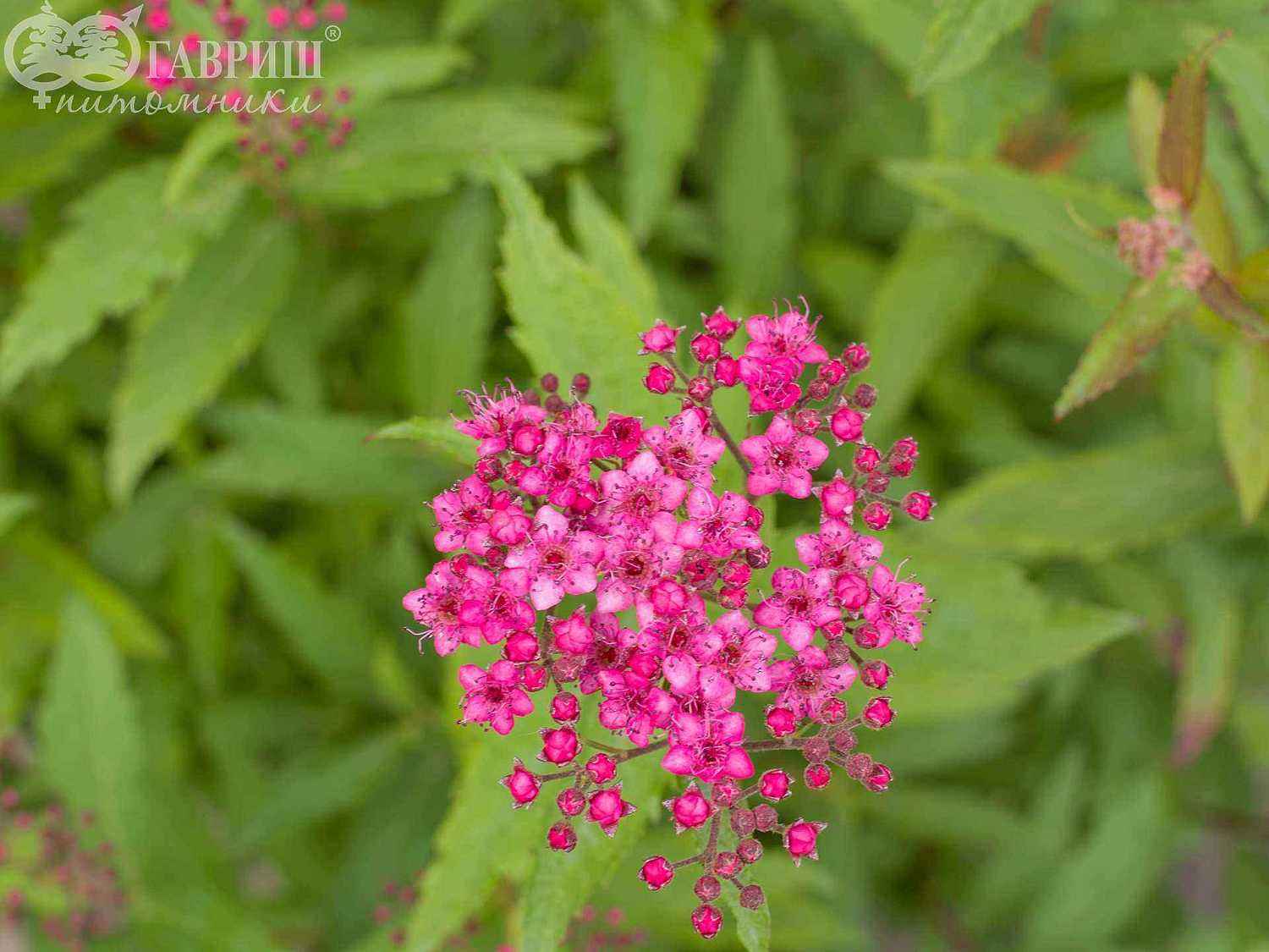 Спирея японская Neon Flash