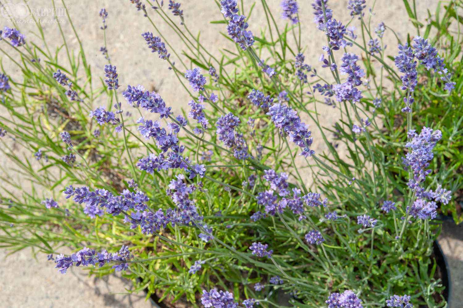 Лаванда узколистная Hidcote (Hidcote Blue)