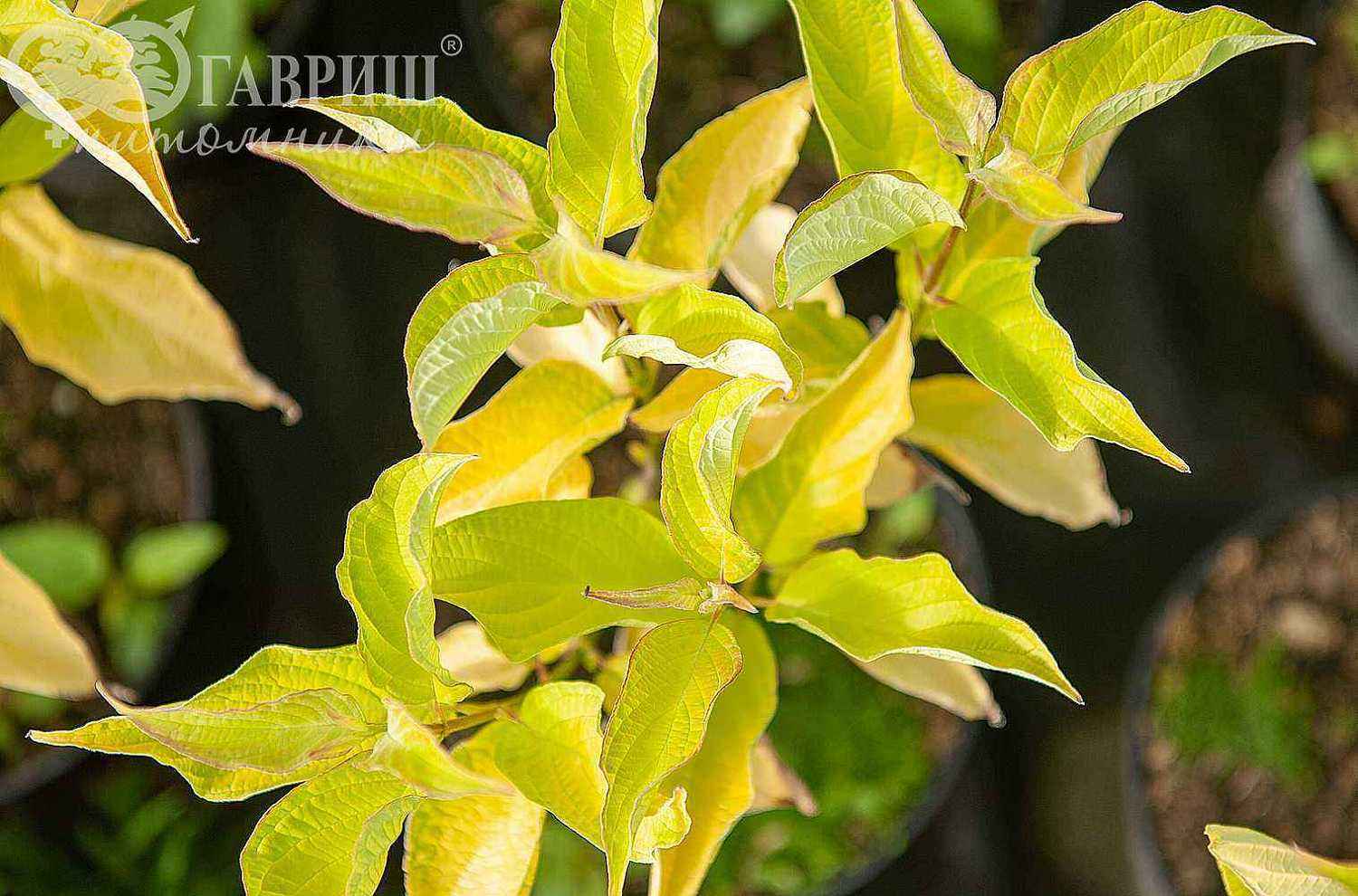 Дерен белый Aurea