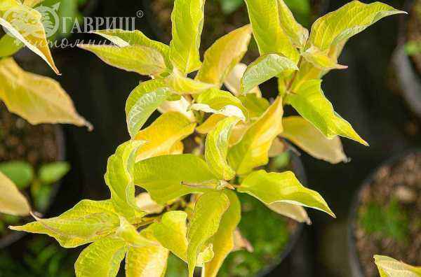 саженцы Дерен белый Aurea