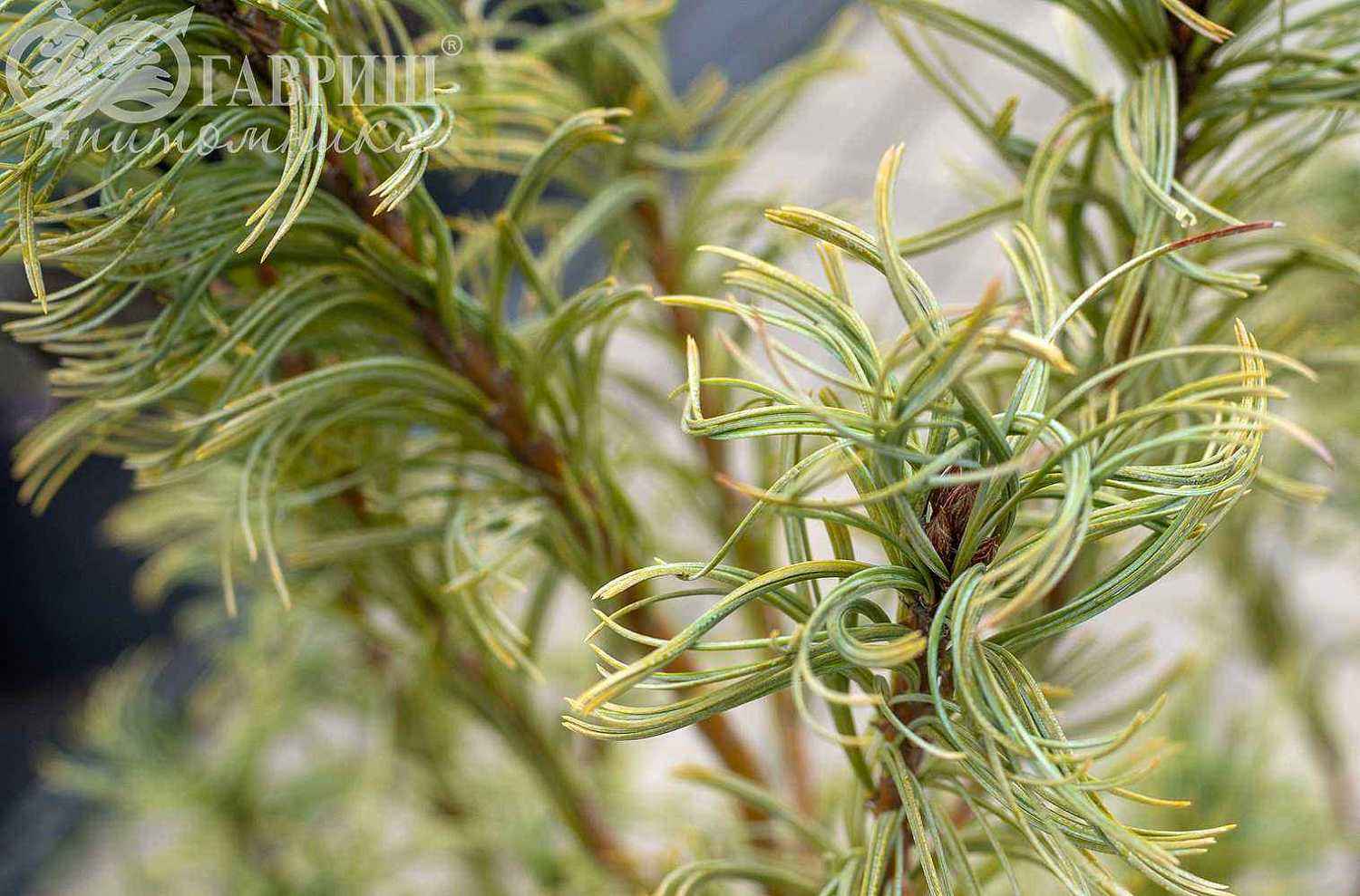 Сосна веймутова Tiny Kurls