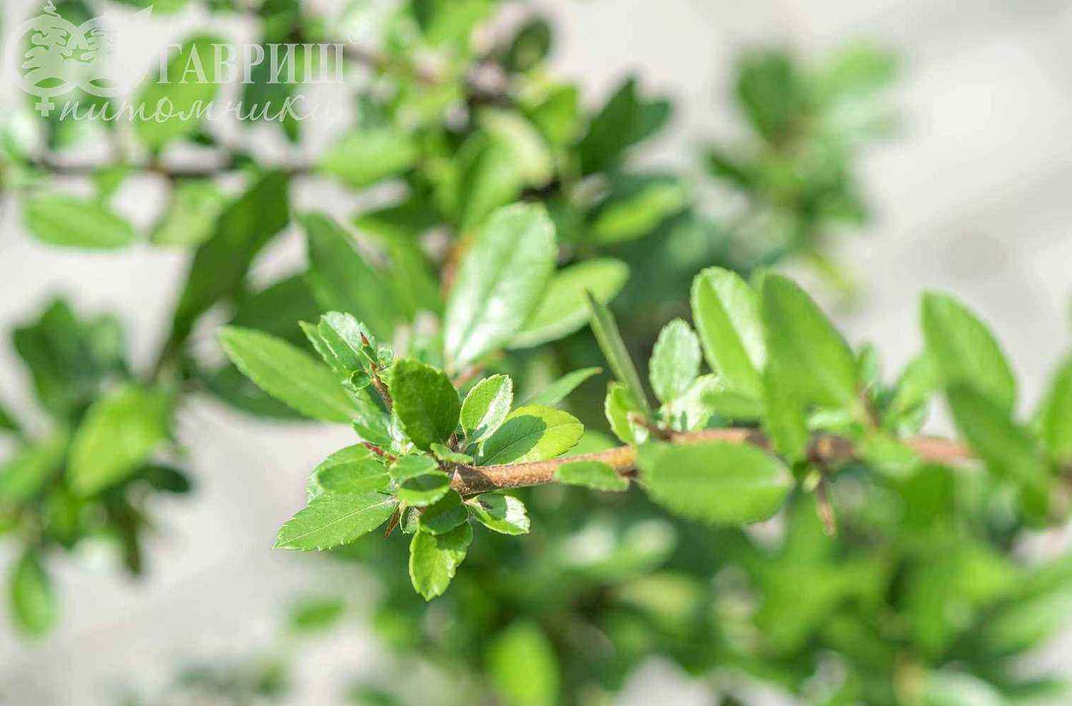 Пираканта Orange Glow