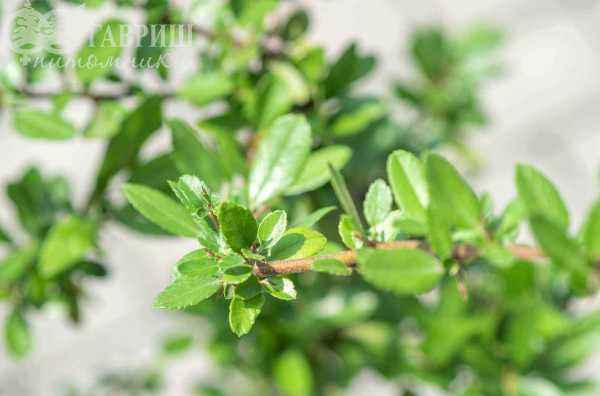 саженцы Пираканта Orange Glow