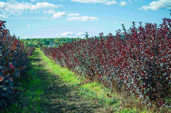 саженцы Пузыреплодник калинолистный Red Baron