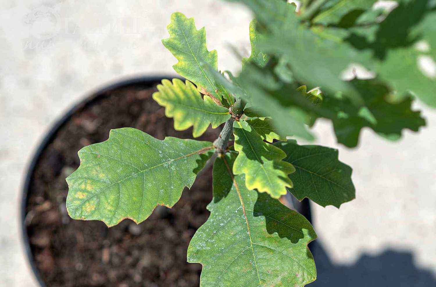 Дуб черешчатый