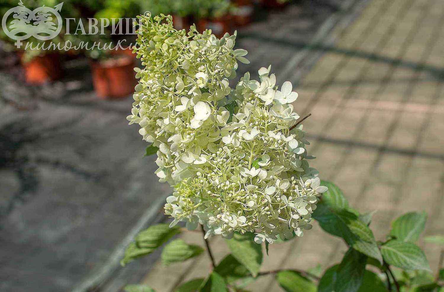 Гортензия метельчатая Grandiflora