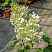саженцы Гортензия метельчатая Grandiflora