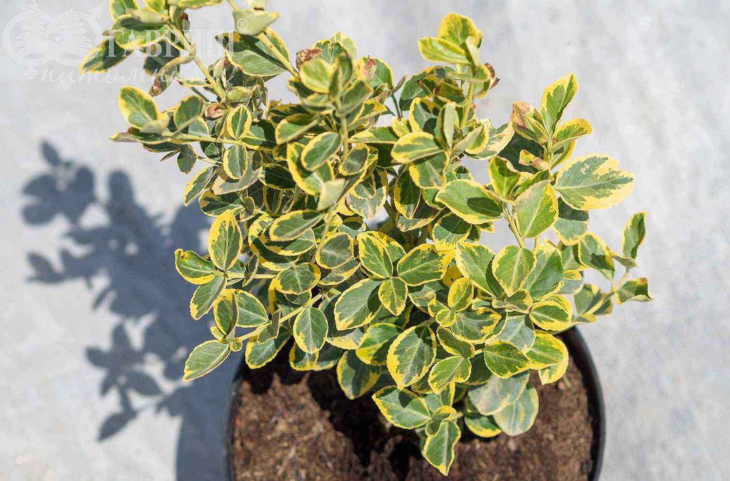 Бересклет Форчуна Canadele Gold