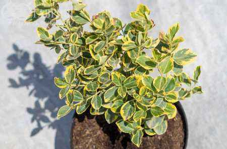 саженцы Бересклет Форчуна Canadele Gold