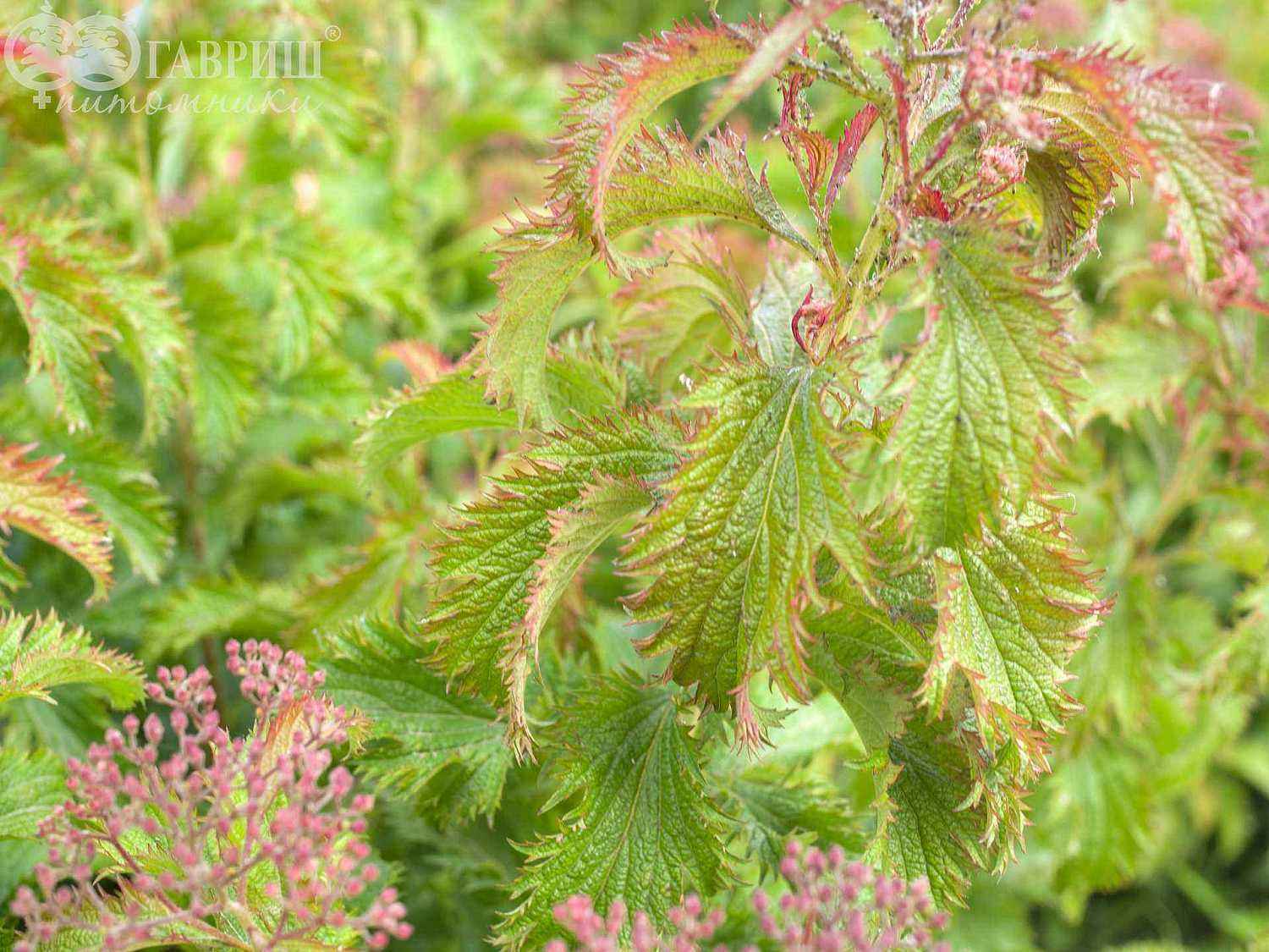 Спирея японская Crispa