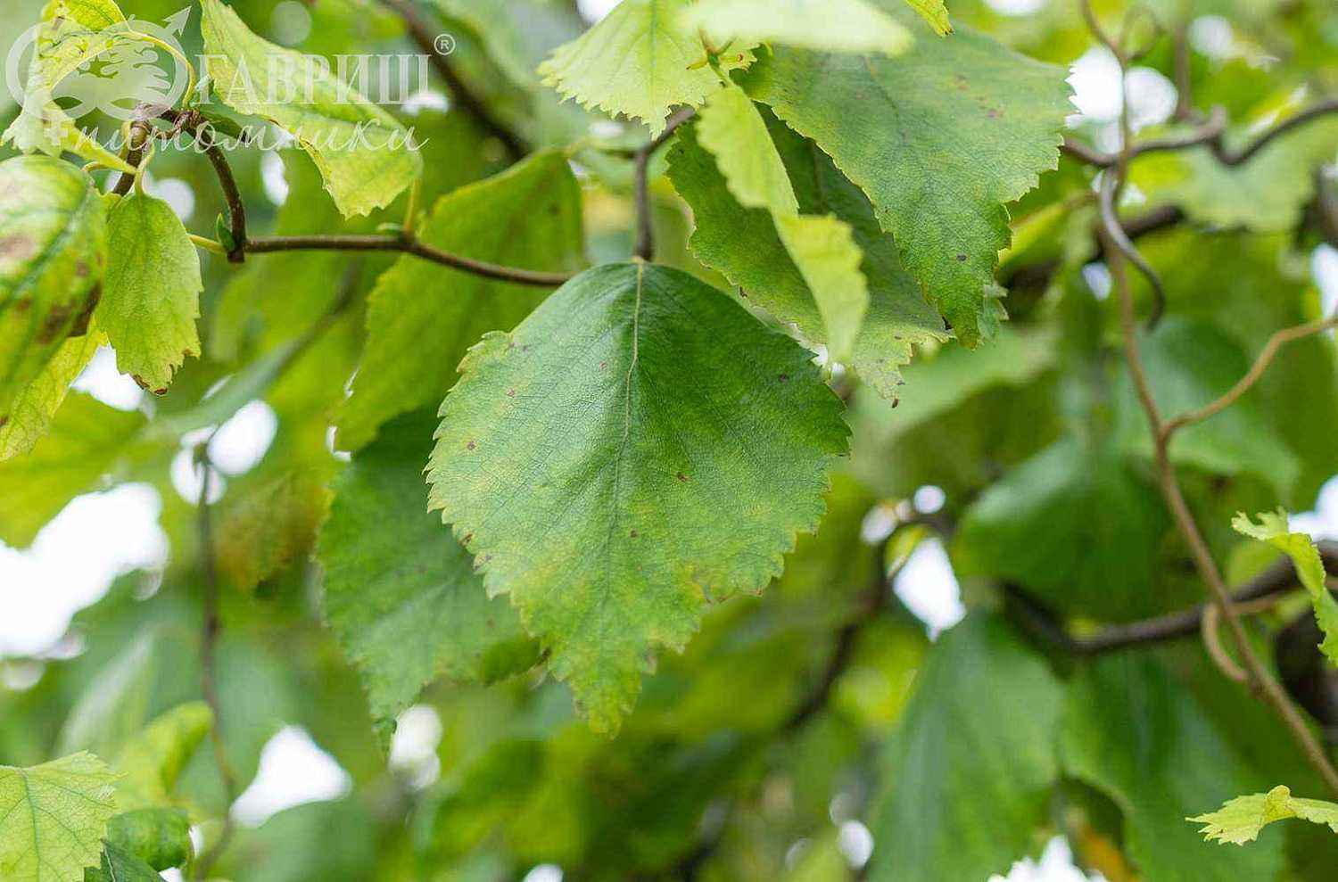 Береза бородавчатая Spider Alley