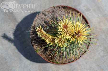 Купить сосна скрученная taylor?s sunburst деревья и растения