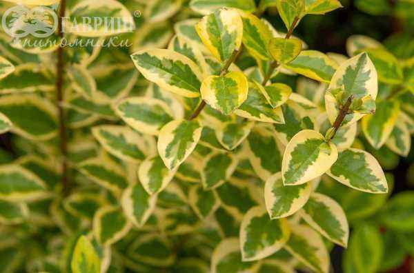 саженцы Бирючина круглолистная Aurea