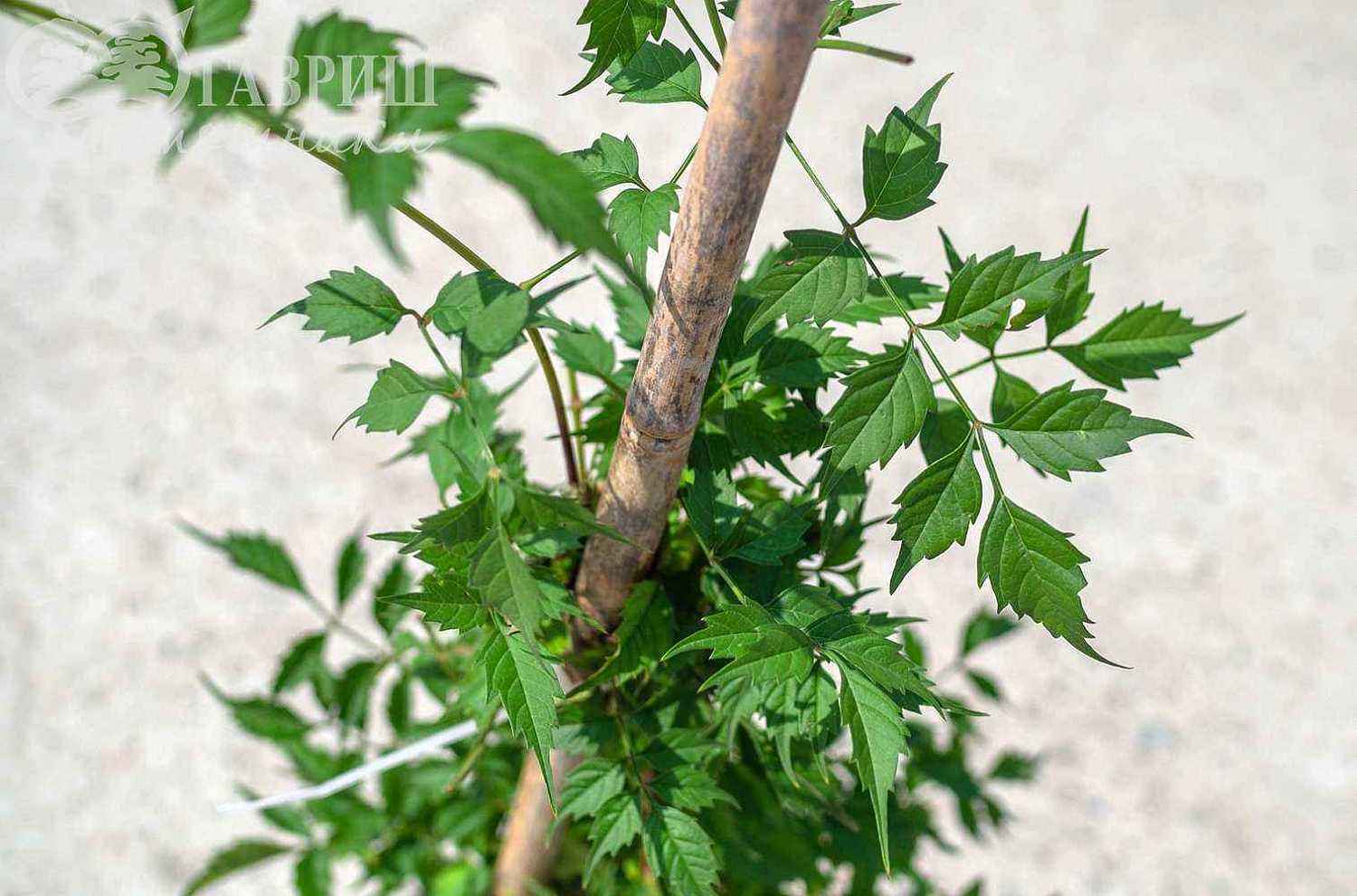 Кампсис укореняющийся Flamenco