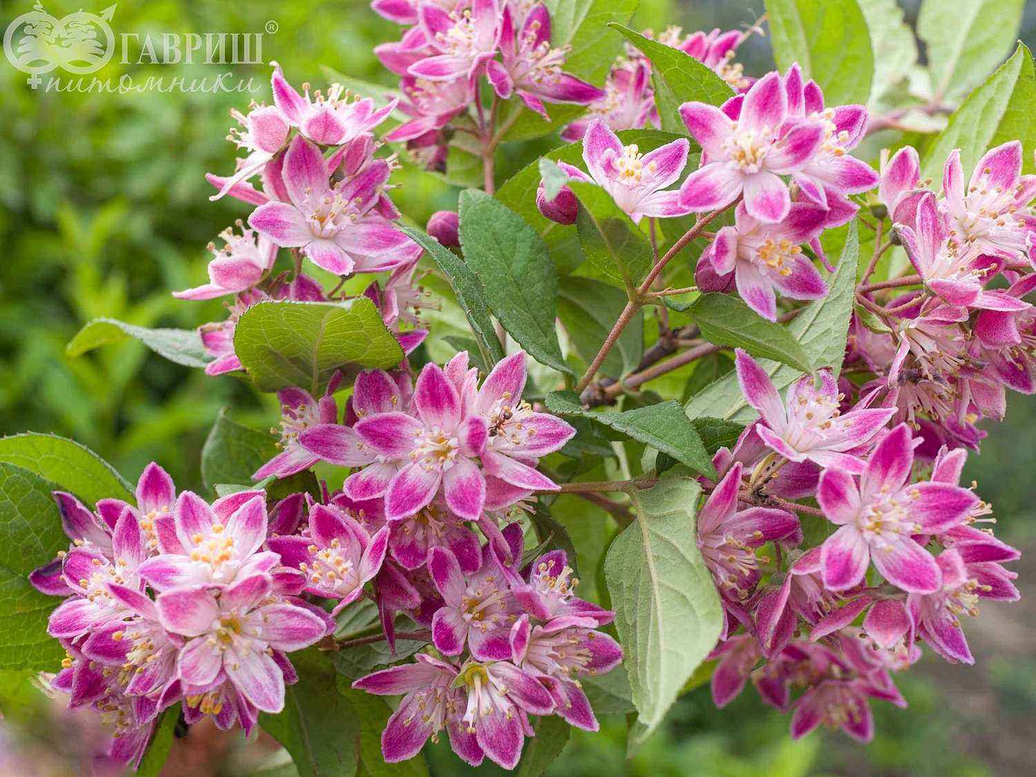 Дейция гибридная Strawberry Fields