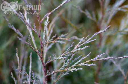 Купить можжевельник скальный pathfinder деревья и растения