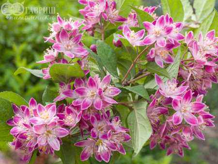 саженцы Дейция гибридная Strawberry Fields