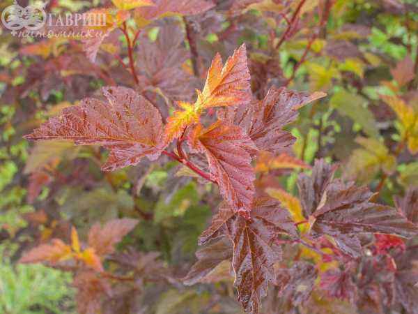 саженцы Пузыреплодник калинолистный Diable D'Or