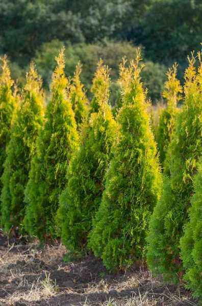 Купить туя западная golden smaragd деревья и растения