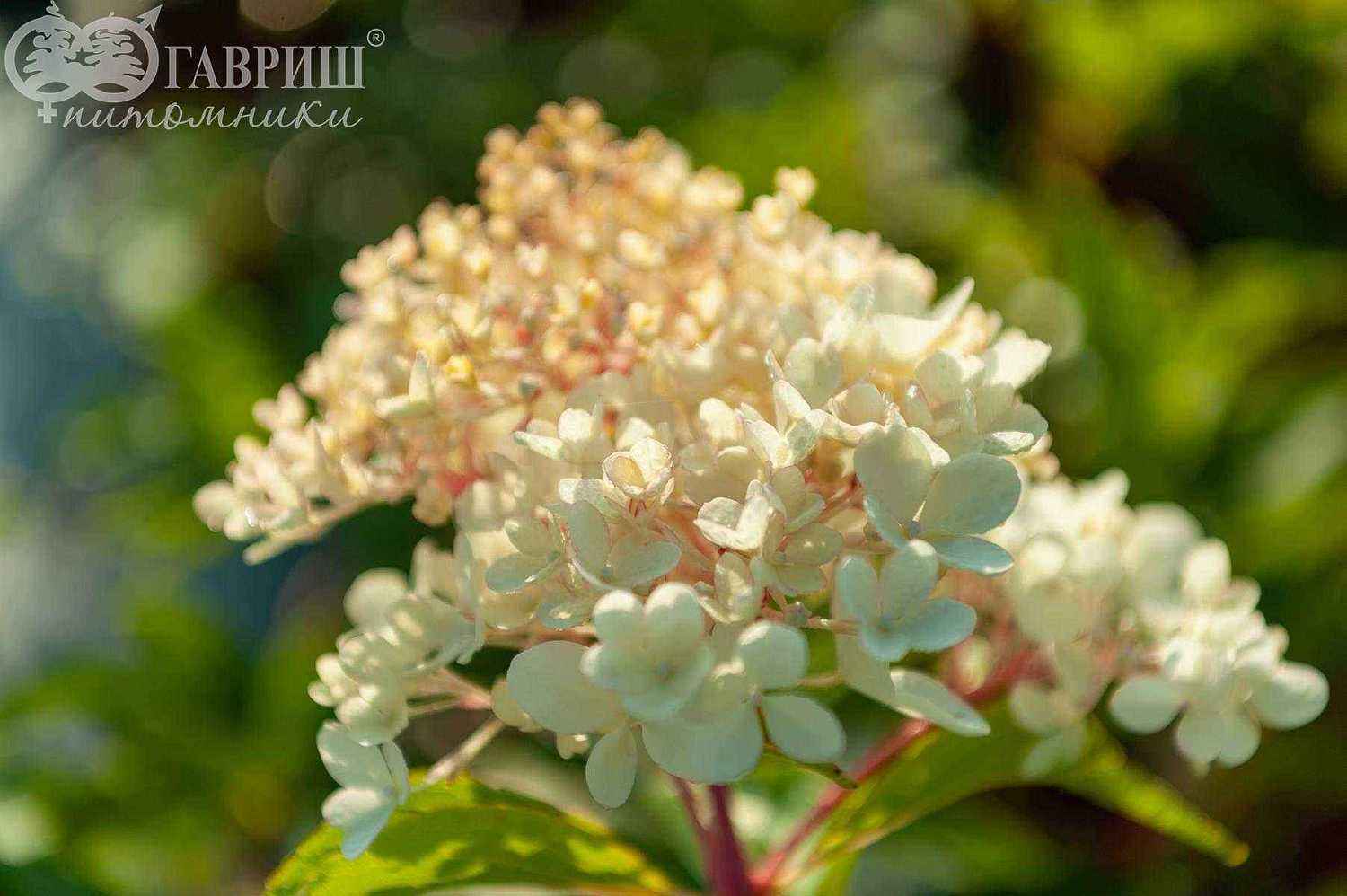 Гортензия метельчатая Phantom