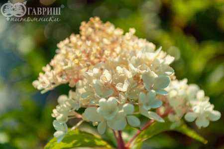 саженцы Гортензия метельчатая Phantom