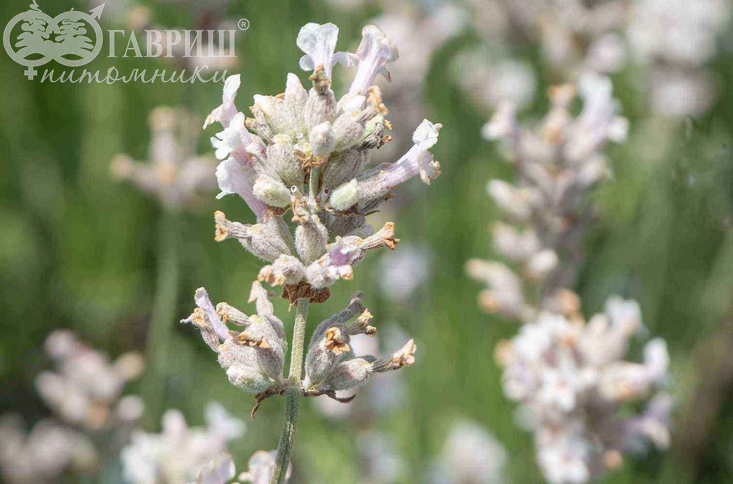 Лаванда узколистная Rosea