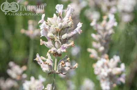 саженцы Лаванда узколистная Rosea