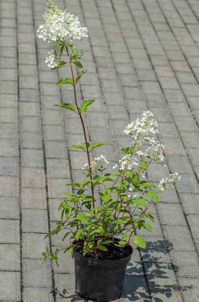 саженцы Гортензия метельчатая Tardiva