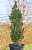 Купить ель канадская conica (albertiana conica) деревья и растения