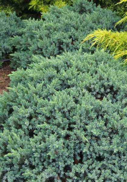 Купить можжевельник чешуйчатый blue star деревья и растения