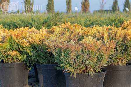 Купить можжевельник горизонтальный lime glow деревья и растения