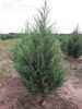 Купить можжевельник скальный skyrocket деревья и растения