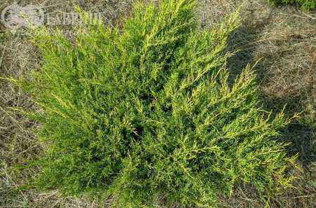 Купить можжевельник средний mordigan gold деревья и растения