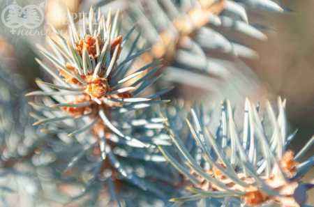 Купить ель колючая edith (edit) деревья и растения