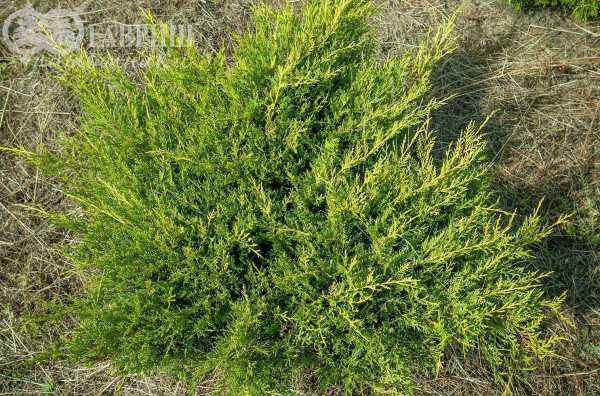 Купить можжевельник средний mordigan gold деревья и растения