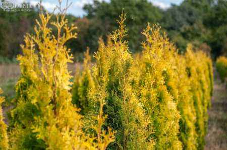 Купить туя западная golden smaragd деревья и растения