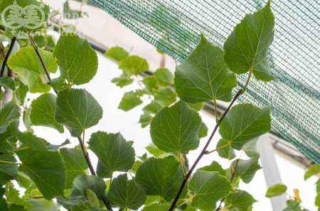 Саженцы липа мелколистная (сердцевидная)