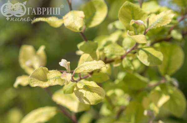 саженцы Ива козья Curly Locks