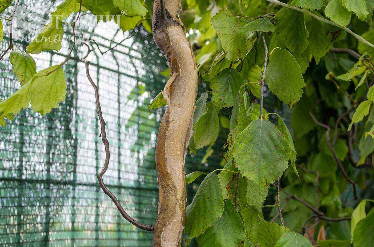 Береза бородавчатая Spider Alley