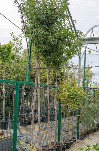 Саженцы вишня махровоцветковая (птичья) plena