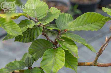 Саженцы бук лесной (европейский)