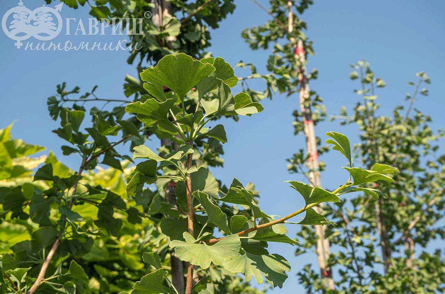 Гинкго билоба (двулопастный)