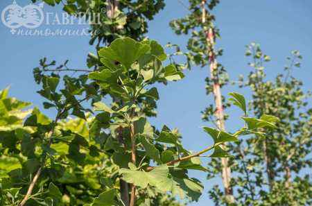 Саженцы гинкго билоба (двулопастный)