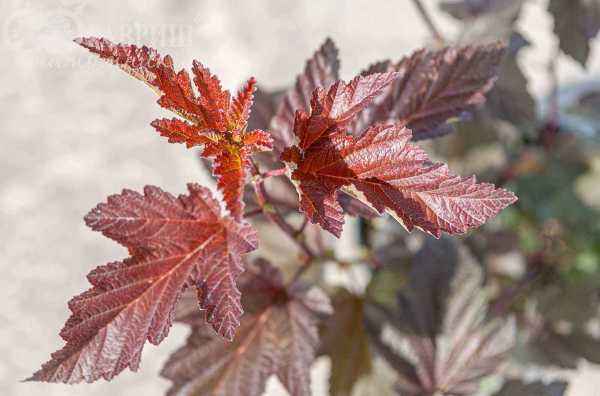 саженцы Пузыреплодник калинолистный Lady in Red
