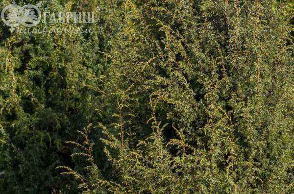 Купить можжевельник обыкновенный suecica деревья и растения