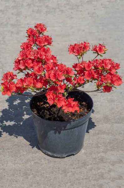 саженцы Азалия японcкая Fridoline