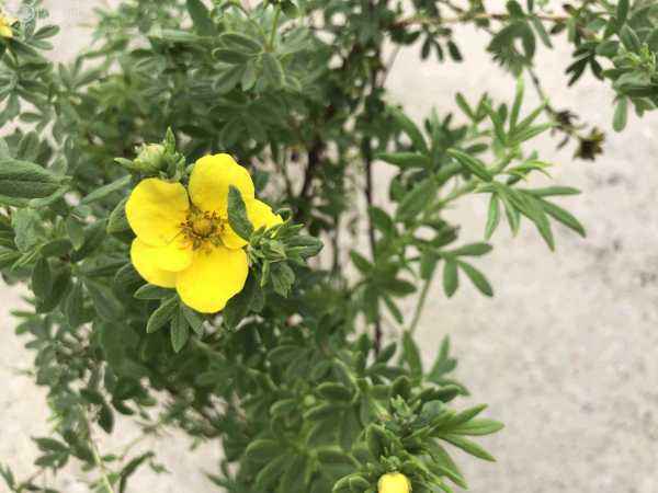 саженцы Лапчатка кустарниковая Kobold