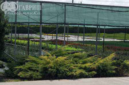 Купить можжевельник средний gold kissen деревья и растения