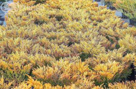 Купить можжевельник горизонтальный lime glow деревья и растения